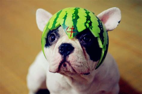 Watermelon Hat Ftw Cute Dogs Dog Wear Cute Animals