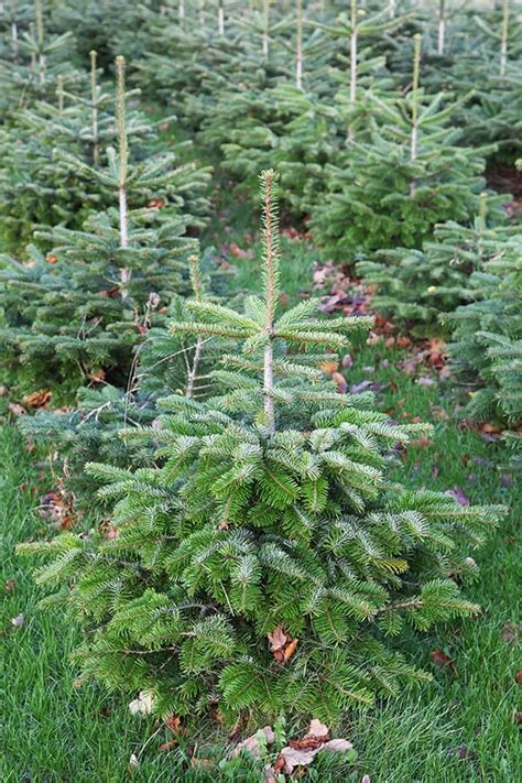Growing Christmas Trees Varieties Planting Care And Harvest