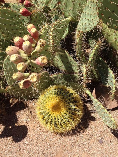Prickly Pear And Barrel Cactus Apache Junction Az Barrel Cactus