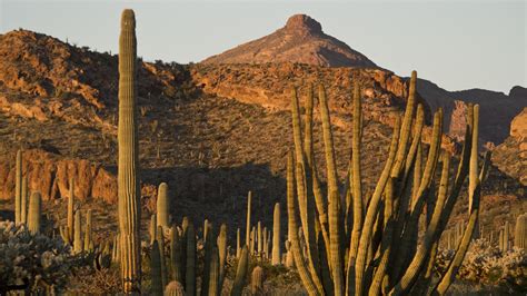 Organ Pipe Cactus National Monument