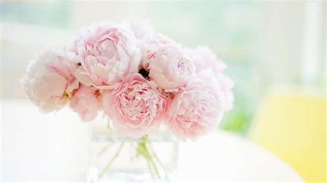 Pink Peony Wallpapers Wallpaper Cave