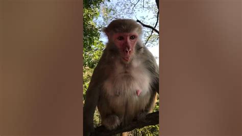 Baby Monkey Lyly Adorable Petty Monkeys Funny Monkey Kako Monkey