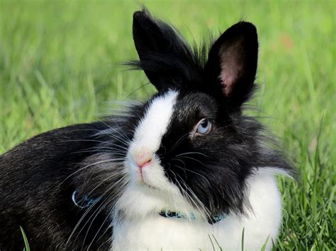 5 Rabbit Eye Problems Caused By Rabbit Eye Infections Ukpets