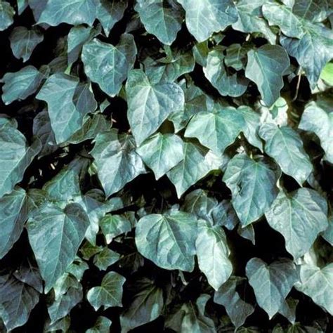 Hedera Canariensis Pb65