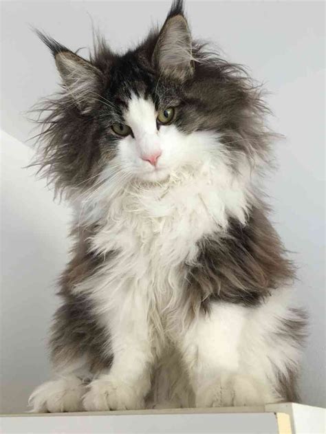 Check out our black long haired cat selection for the very best in unique or custom, handmade pieces from our shops. 20+ Most Popular Long Haired Cat Breeds | Angora cats ...