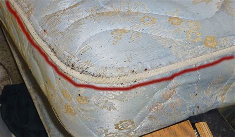 Real Life Bed Bugs Infestations Pictures 2 Pest Control Of Bed Bugs