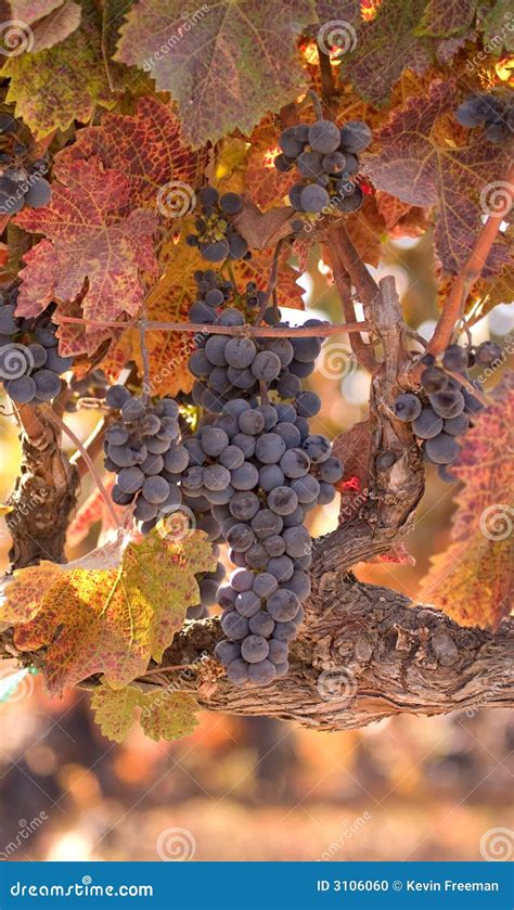 Autumn Wine Harvest Stock Photo Image Of Fall Wine Vine 3106060