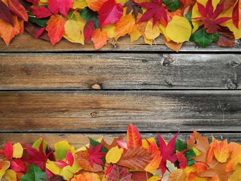 Decorative Autumn Background Stock Image Image Of Harvest Bright