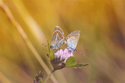 Two Butterfly Sitting On A Flower Clover On A Sunny Summer Day Stock