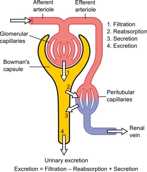 Easy Way To Remember Path Of Filtrate Through Nephron Taylor Thade1984