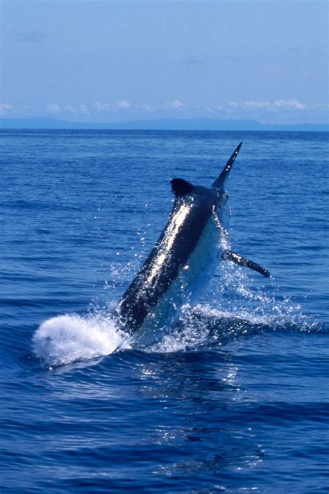 What Is The Best Time Of Year To Catch A Giant Black Marlin In Cairns