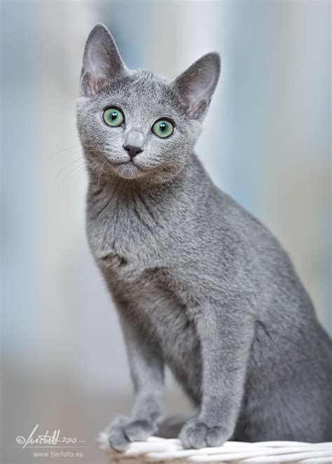Die meisten menschen, die eine oder mehrere russisch blau katzen halten, haben diese vom züchter und begleiten diese somit ihr leben lang. Russisch Blau - Zaseeta