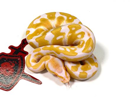 Albino Ball Python By Ectothermic Dungeon Morphmarket