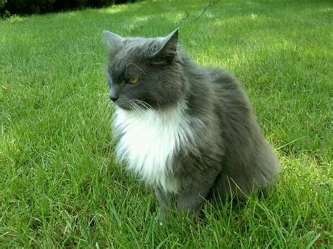 For long haired cats, the hair goes well past the shoulders. Windsor Locks Lost gray tuxedo cat. Has long gray hair ...