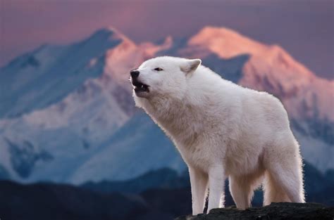 Arctic Wolf Facts For Kids Kids Play And Create