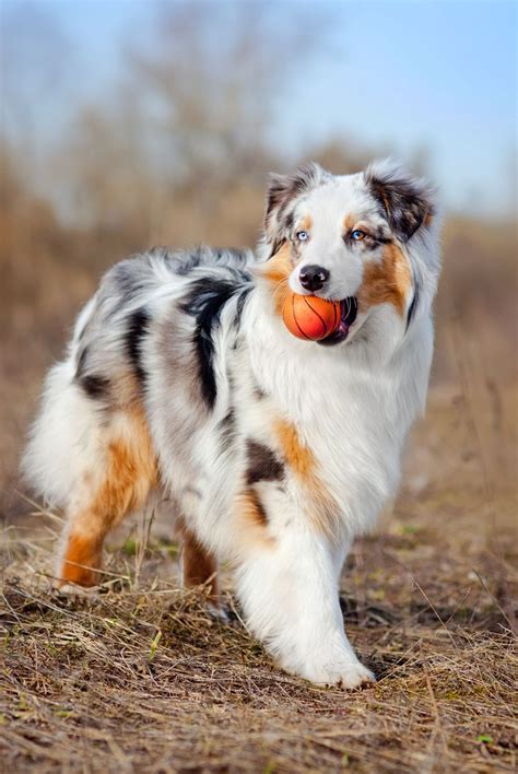 The most common lots of puppies material is cotton. 45 Best Large Dog Breeds for People Who Have a Lot of Love to Give in 2020 | Dogs, Best large ...