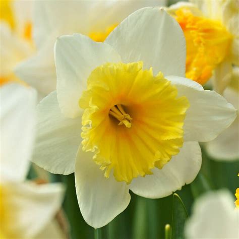 Brecks Multicolor Fortune Large Cupped Daffodil Spring Flowering Bulbs