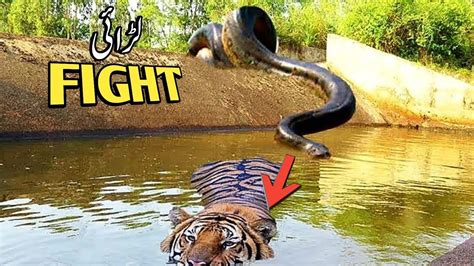 Lion Vs Anaconda Biggest Wild Animals Fight Youtube