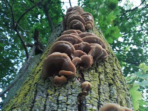 Beautiful Cluster Of Mushrooms I Found On My Way Home Ny So Velvety