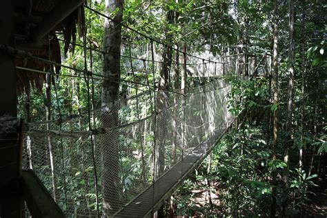 Amazon Jungle Canopy Walkway - Strolling Between Heaven and Earth - A City A Month