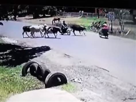 Former footballers who bought a club. VIDEO "Vaca Karateca" que le mandó una patada voladora a ...