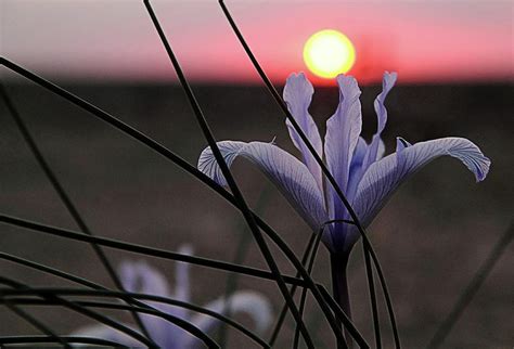 Sunset With Lily Photograph By Mary Raven Fine Art America