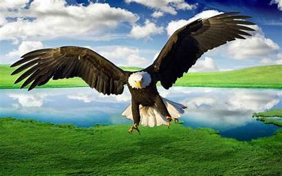 Eagle Bald Background Desktop Wallpapers Flying Lake