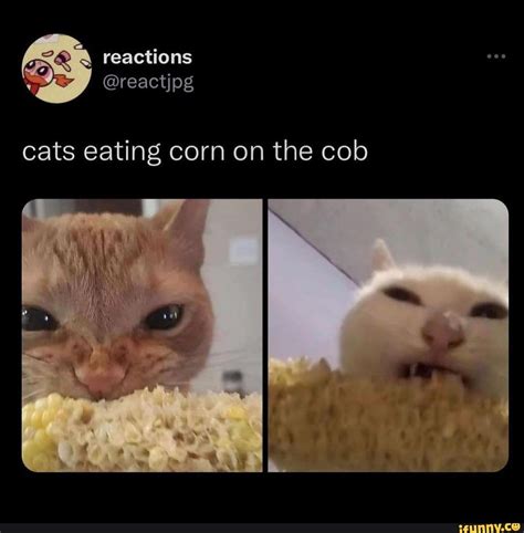 Q Reactions Cats Eating Corn On The Cob IFunny Brazil