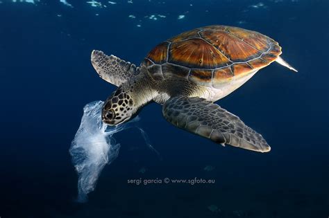 Plastic Jellyfish And Turtle Sgfotoeu Sergi Garcia Flickr