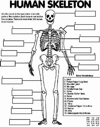 Skeleton Human Coloring Pages Bank Word Parts