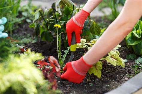 How To Kill Weeds Ways To Kill Garden Weeds Readers Digest