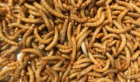 Mealworm Shows Promise As A Good Sustainable Food Source Study Finds