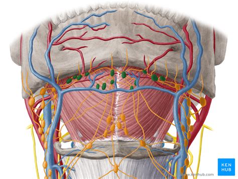 Back Of Neck Anatomy Lymph Lymph Vessels And Nodes Of Head And Neck