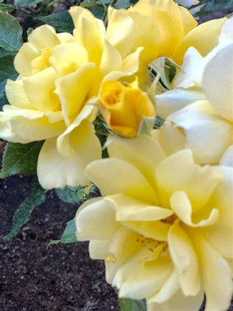 We did not find results for: The meaning of a yellow rose stands for joy and happiness ...