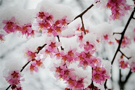Snow On Branches With Blossoms Cherry Blossom Petals Winter Garden