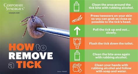 Infographic How To Safely Remove A Tick