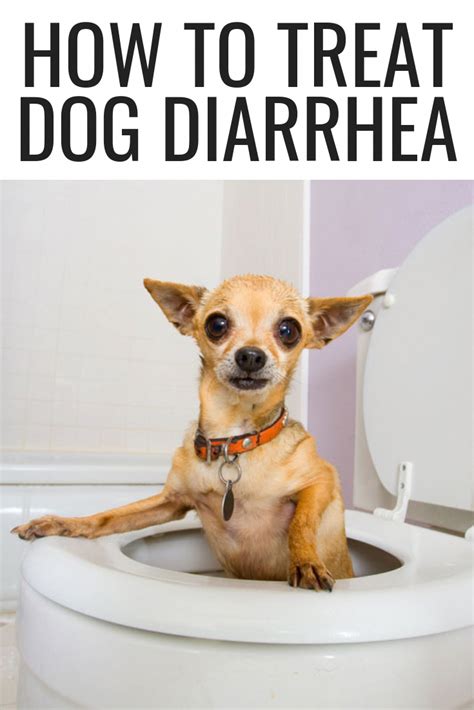 Buying guide + product reviews! Dog Food Secrets | Dog training, Dog diarrhea remedy, Dog ...