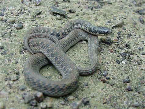 Kirtlands Snake Facts And Pictures