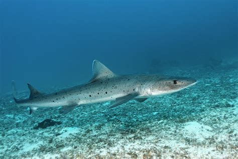 The Fast Banded Houndshark Photograph By Norbert Probst Fine Art America