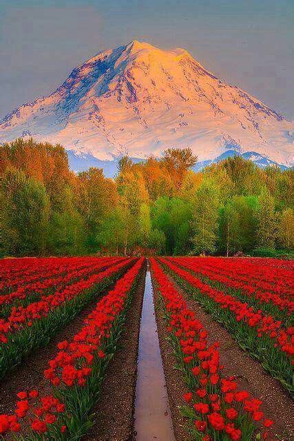 A Field Full Of Red Flowers With A Mountain In The Background And A