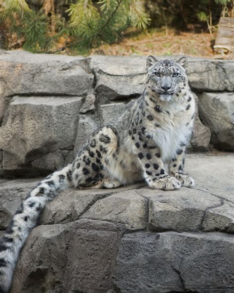 Snow Leopard Milwaukee County Zoo