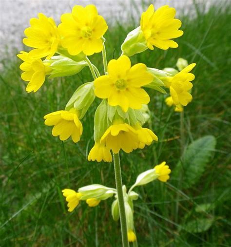 Pack 80 Primula Veris Cowslip Wild Flower Seeds From