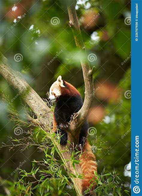 Red Panda Sit On A Branch Tree And Looking Down Stock Photo Image Of