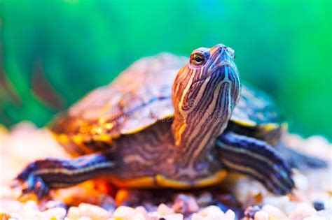Slider Turtle Stock Photo Image Of Eared Biology Green 10921492