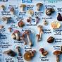 Florida Mushroom Identification Chart