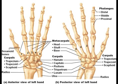 Diagram Of Hands And Label Labeled Anatomy Of Hand Label The Hands