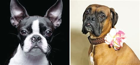 Is The Boxer Or The Boston Terrier For You Modern Dog