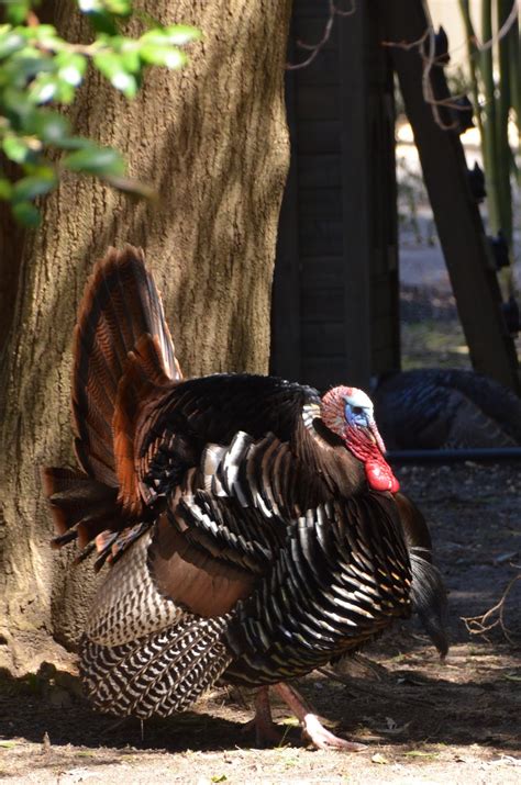 Urban Wildlife Guide Have A Safe Thanksgiving