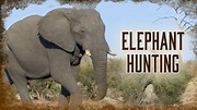 How to Hunt African Elephants | 1 - YouTube