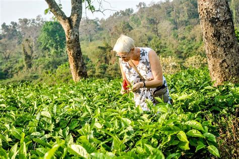 The Assam Tea Trail In India With Mv Mahabaahu Blogs Mv Mahabaahu